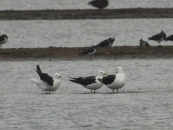 Baltic Gull  - Justyna Krawczyk