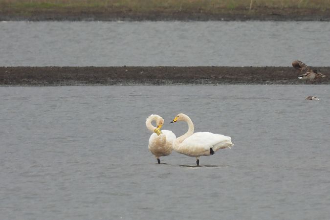 Whooper Swan  - Justyna Krawczyk