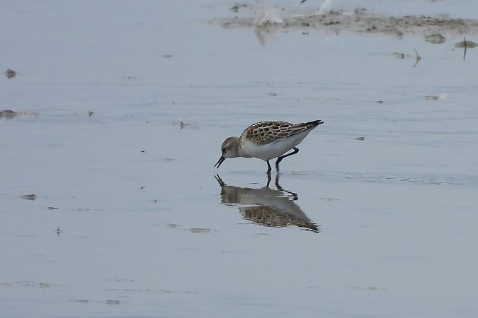 biegus malutki  - Justyna Krawczyk