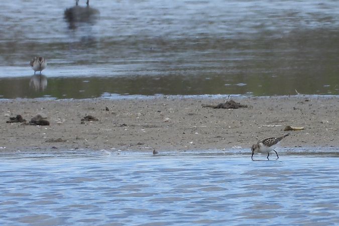 Bécasseau minute  - Justyna Krawczyk