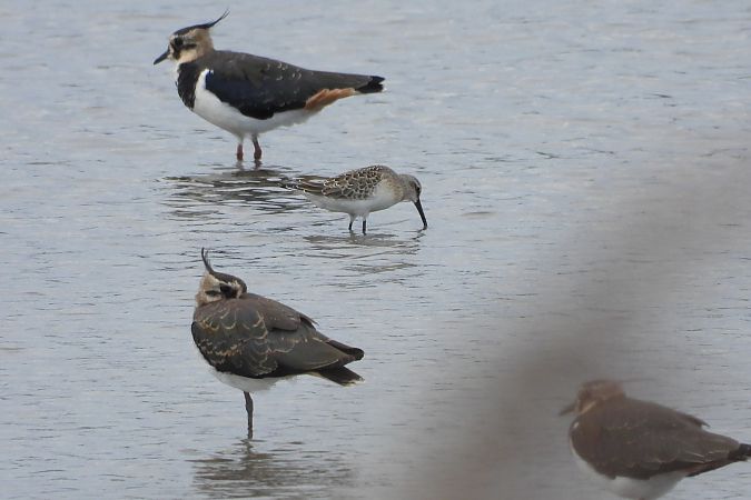 Sichelstrandläufer  - Justyna Krawczyk