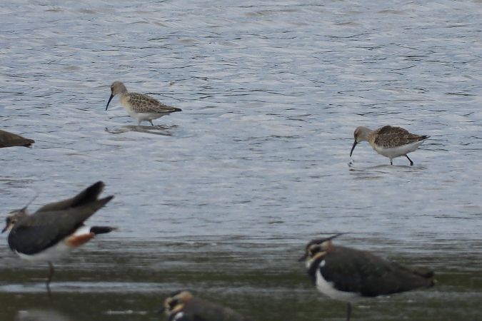 biegus krzywodzioby  - Justyna Krawczyk