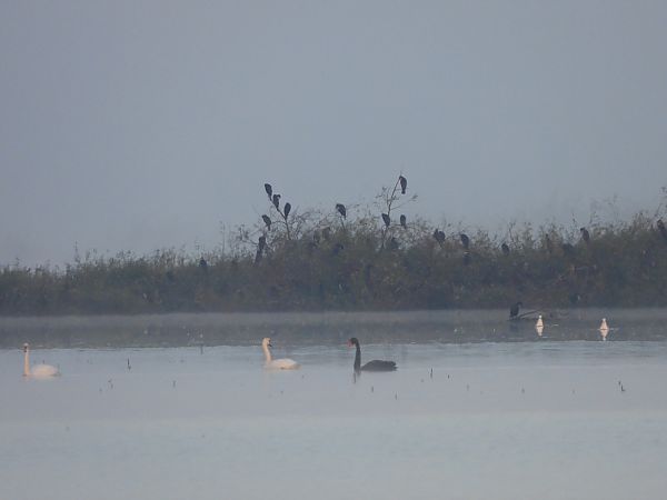 łabędź czarny  - Justyna Krawczyk