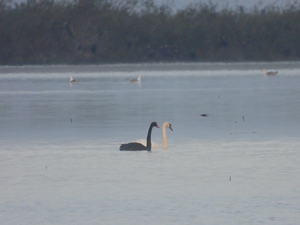 Cygne noir  - Justyna Krawczyk