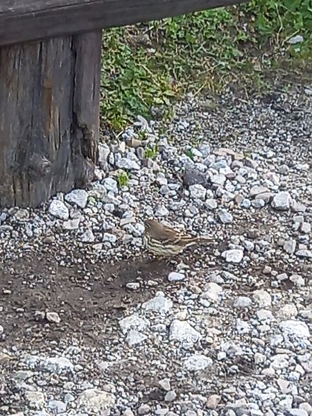 siwerniak  - Justyna Krawczyk