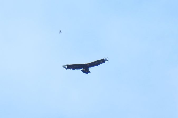 orzeł przedni  - Justyna Krawczyk