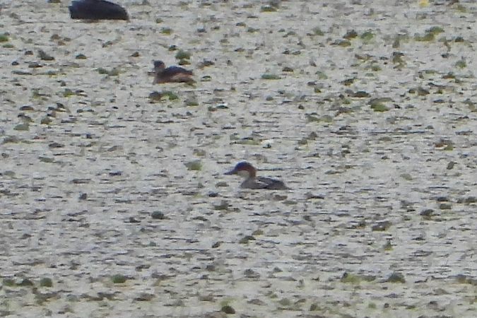 bielaczek  - Justyna Krawczyk