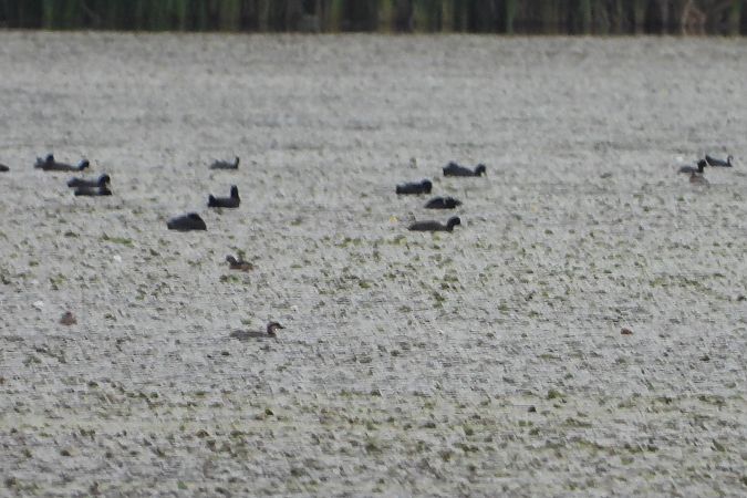 Zwergsäger  - Justyna Krawczyk