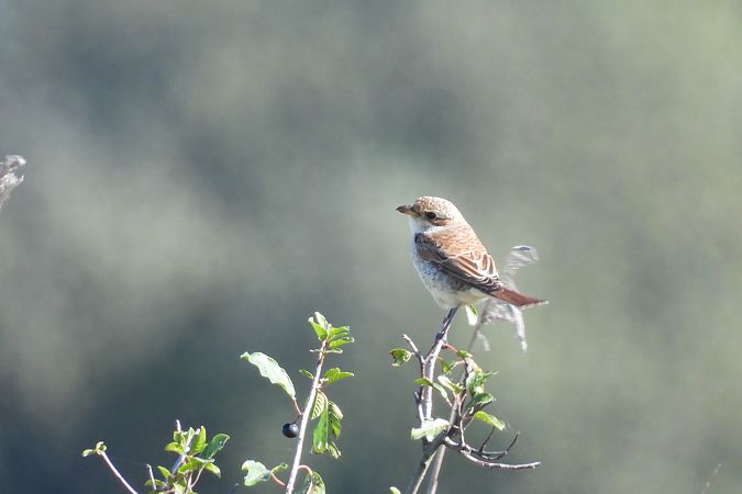 gąsiorek  - Justyna Krawczyk