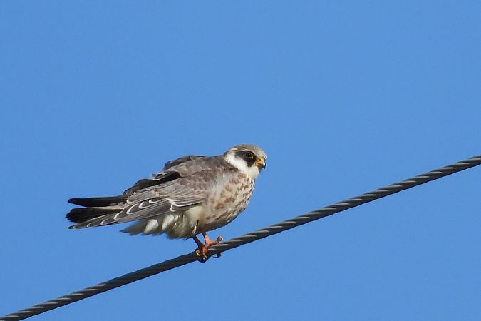 kobczyk  - Justyna Krawczyk