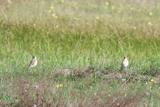białorzytka  - Justyna Krawczyk