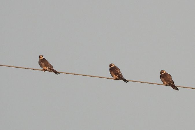 Faucon kobez  - Justyna Krawczyk