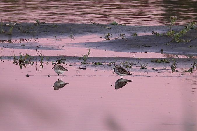 biegus zmienny  - Justyna Krawczyk