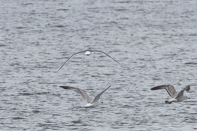 mewa żółtonoga  - Justyna Krawczyk