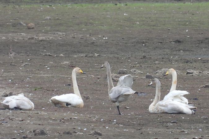 łabędź krzykliwy  - Justyna Krawczyk