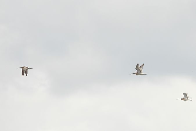 Courlis cendré  - Justyna Krawczyk