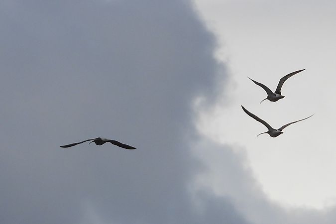 Courlis cendré  - Justyna Krawczyk