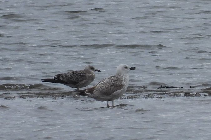 Heringsmöwe  - Justyna Krawczyk