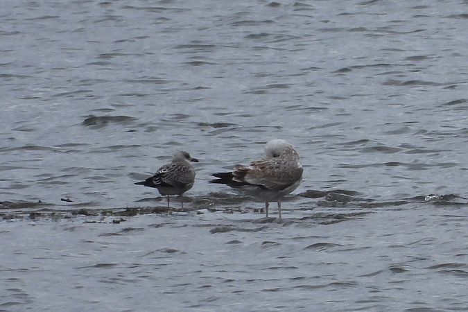 Goéland brun  - Justyna Krawczyk