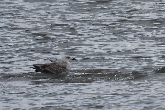 mewa romańska  - Justyna Krawczyk