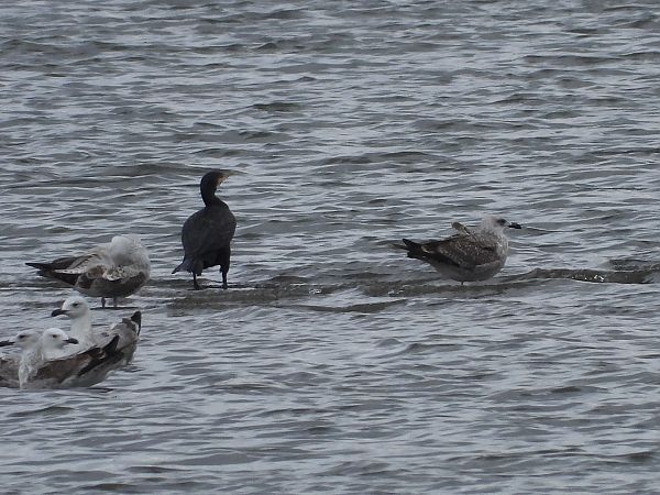 Goéland leucophée  - Justyna Krawczyk