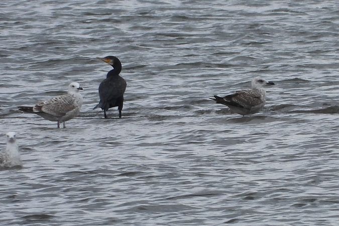 Goéland leucophée  - Justyna Krawczyk