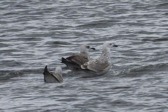 Goéland leucophée  - Justyna Krawczyk