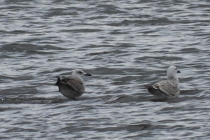 Goéland leucophée  - Justyna Krawczyk