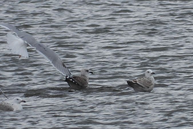 Goéland leucophée  - Justyna Krawczyk