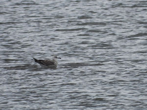 Goéland leucophée  - Justyna Krawczyk