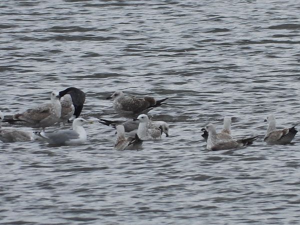 Goéland leucophée  - Justyna Krawczyk