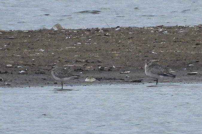 Grey Plover  - Justyna Krawczyk