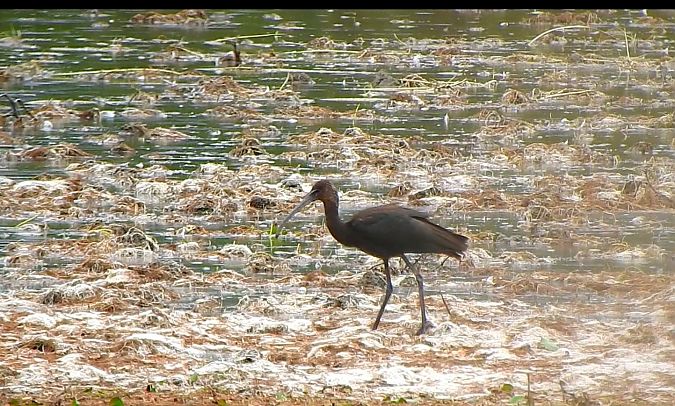 ibis kasztanowaty  - Jonatan Manista