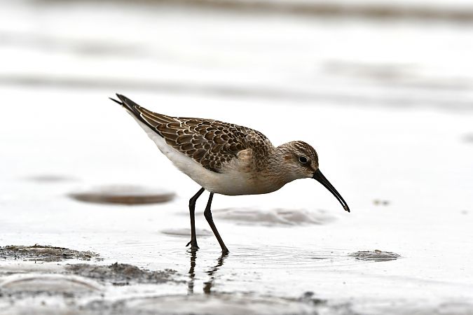 Curlew Sandpiper  - Tobiasz Gorczyca