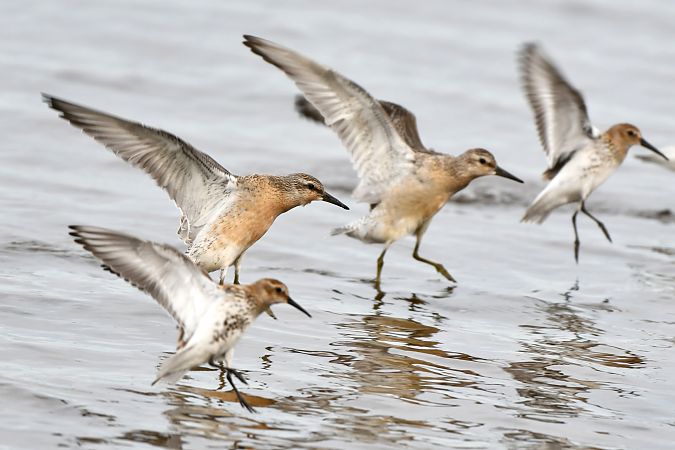 Red Knot  - Tobiasz Gorczyca