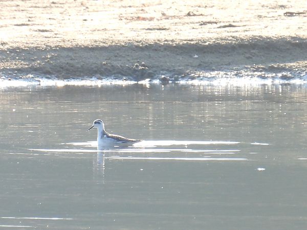 Red-necked Phalarope 