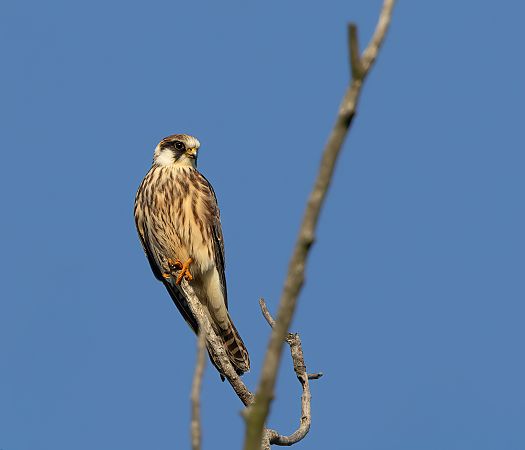 Red-footed Falcon  - Cyryl Boryczko