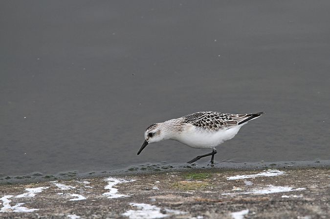 Sanderling  - Gustaw Schneider