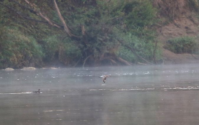 Barge rousse  - Marcin Kuźma