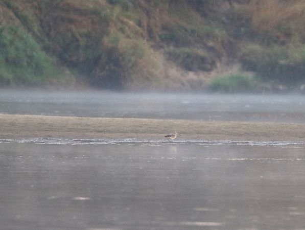 Pfuhlschnepfe  - Marcin Kuźma