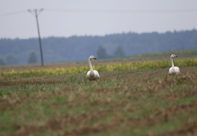Singschwan  - Marcin Kuźma