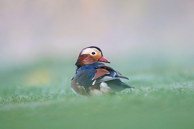 mandarynka  - Marcin Kuźma