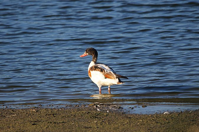 ohar  - Marcin Kuźma