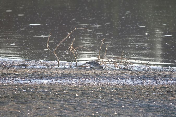 Kiebitzregenpfeifer  - Marcin Kuźma