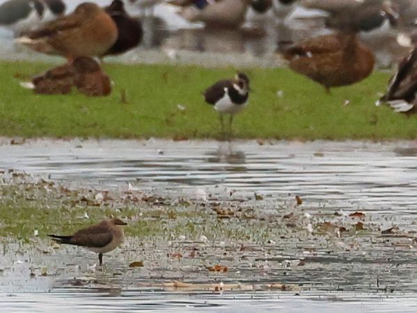 Glaréole à ailes noires  - Olaf Sobota
