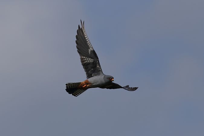 Rotfussfalke  - Bernard Stachurski