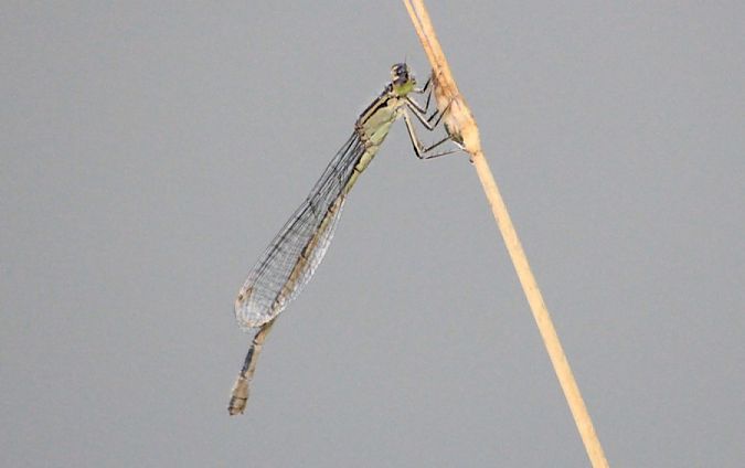Common Bluetail  - Rafał Walczybok