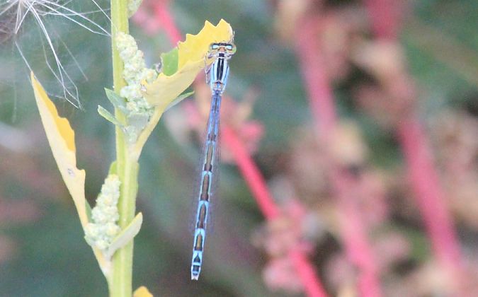 nimfa stawowa  - Rafał Walczybok