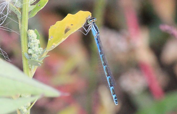 Portecoupe holarctique  - Rafał Walczybok