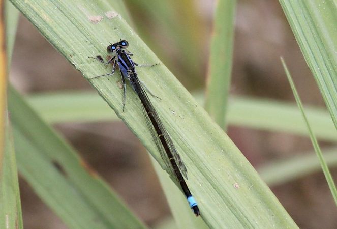 tężnica wytworna  - Rafał Walczybok